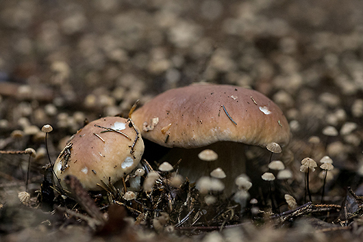 … stejné houby vyfocené zblízka a vleže.