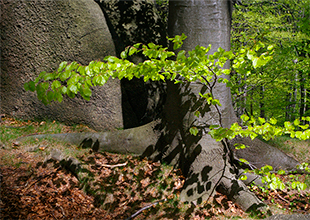 Jizerskohorské bučiny