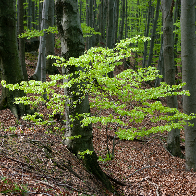 Jizerskohorské bučiny