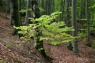 Jizerskohorské bučiny