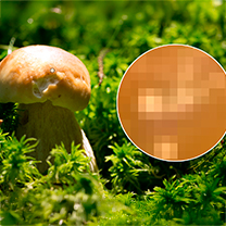 Fotografie a zvětšený detail