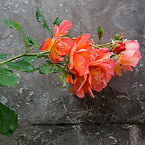 Růže ležící na dlažbě