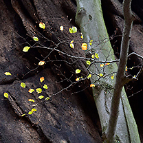 Podzimní krajina, detail na větev