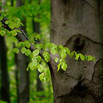 Krajina – detail větve s listím