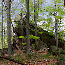 Krajina – detail větve s listím