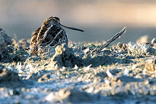 © foto Jan Goddefroy 