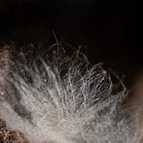 © foto Veronika Jasanská Zounková