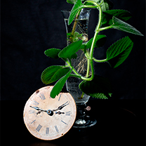 Starý ciferník u vázy s popínavou květinou