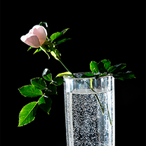 Růže ve sklenici vody