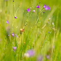 Záběr na frekventanty při fotografování hradu Frýdštejn